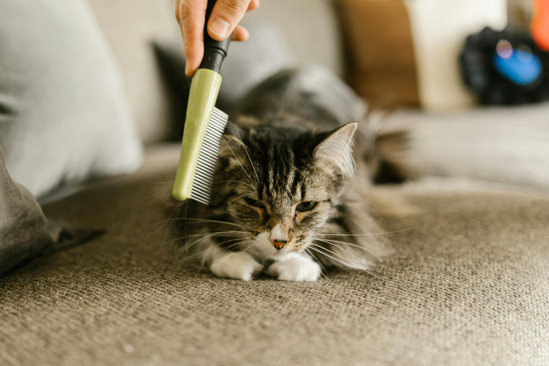 Vachtverzorging & Tips