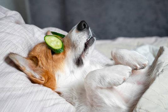 Wellness voor honden