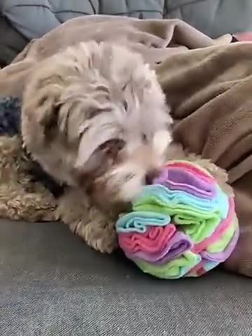 Snuffelbal